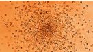 Introduction to STEMvision for CFU Assay Scoring Course