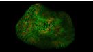 Hepatic Organoid Course