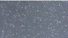 Neural Induction of hPSCs Using the Monolayer Method