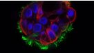 Frequently Asked Questions on PneumaCult™ Apical-Out Airway Organoid Medium