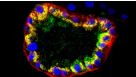 Frequently Asked Questions on PneumaCult™ Alveolar Organoid Media