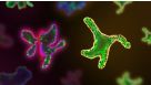 Q&A: The Hidden Variable in Your Intestinal Organoids