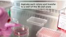 ClonaCell™-HY Procedure