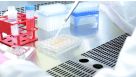 How to Generate Neural Progenitor Cells from hPSCs Using STEMdiff™ Neural Induction Medium