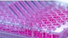 How to Generate Hybridomas in 96-Well Plates Using ClonaCell™-HY Semi-Solid Cloning Medium 