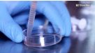 How to Prepare a Single-Cell Suspension from Primary Tissue Samples (e.g. Mouse Spleen)