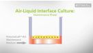 A Technical Guide to the Successful Mucociliary Differentiation of Primary Bronchial Epithelial Cells with PneumaCult&trade;-ALI
