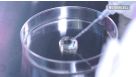 Mammalian Cell Cloning Procedure: Customizable Semi-Solid Cloning with ClonaCell™ FLEX Medium