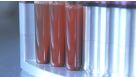 How to Isolate Cells Directly from Whole Blood - EasySep™ Direct Protocol, EasyEights Magnet