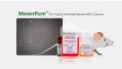 MesenPure™: For Highly Enriched Mouse MSC Cultures