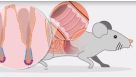 How to Culture Mouse Intestinal Organoids: Introduction