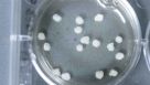 How to Grow Cerebral Organoids from Human Pluripotent Stem Cells