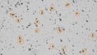 How to Count Intestinal Crypts for Mouse Organoid Cultures