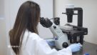 How to Maintain and Assess Morphology of Human Pluripotent Stem Cells Cultured in mTeSR™ Plus