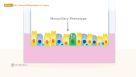 How to Model the Human Airway at the Air-Liquid Interface: Introduction