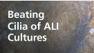 Beating Cilia of ALI Cultures Grown in PneumaCult™