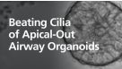 Beating Cilia of an Apical-Out Airway Organoid Grown in PneumaCult™