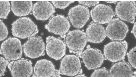 AggreWell™ - A New Technology for Uniform Embryoid Bodies
