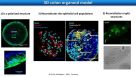 Virtual STEMCELL Seminar: Studying the Interactions Between the Environment and the Intestinal Epithelium
