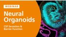 Modeling Brain Barrier Permeability and CSF Secretion with Choroid Plexus Organoids