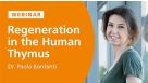 Stem Cell-Mediated Regeneration in the Human Thymus