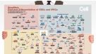 Directed Differentiation of Pluripotent Stem Cells