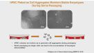 ISSCR 2014 Innovation Showcase - Scalable Enzyme-Free Protocols for the Isolation and Maintenance of Human Induced Pluripotent Stem Cells (hiPSCs) Without Mechanical Colony Scraping