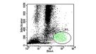 Potential Applications of ALDH Bright Cells In Regenerative Medicine