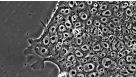 A Step Closer to Clinically-Compatible Culture of hESCs and hiPSCs with TeSR&trade;2