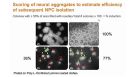 Tired of Manual Neural Rosette Isolation? How to Form and Isolate More Efficiently
