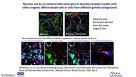From Pluripotent Stem Cells to Neurons and Astrocytes - Modeling Human Neurological Disease
