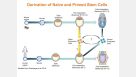 Human Naïve-Like Pluripotent Stem Cell Generation and Maintenance