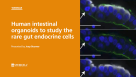 Human Intestinal Organoids to Study the Rare Gut Endocrine Cells