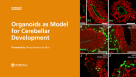 Virtual STEMCELL Seminar: Organoids as Models for Cerebellar Development