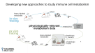Using Stable Isotope Tracing to Study CD8+ Immune Cell Dynamics In Vivo