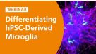 Differentiating and Characterizing hPSC-Derived Microglia