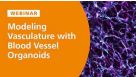 Modeling the Structural and Functional Features of Blood Vasculature with Blood Vessel Organoids