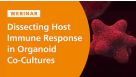 Dissecting the Innate Immune Response in Human Intestinal Organoid Models