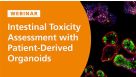 Intestinal Toxicity Assessment with Patient-Derived Organoids