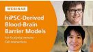 Human iPSC BBB Models for Studying Immune Cell Interactions