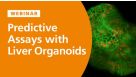 Predictive In Vitro Models for Toxicity Testing and Liver Research
