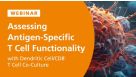 Assessing Antigen-Specific T Cell Functionality with Dendritic Cell/CD8ᐩ T Cell Co-Culture