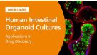 Applications of Human Intestinal Organoid Cultures in Drug Discovery 